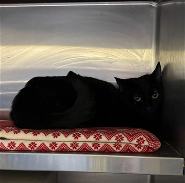 Rockhopper - Domestic Short Hair