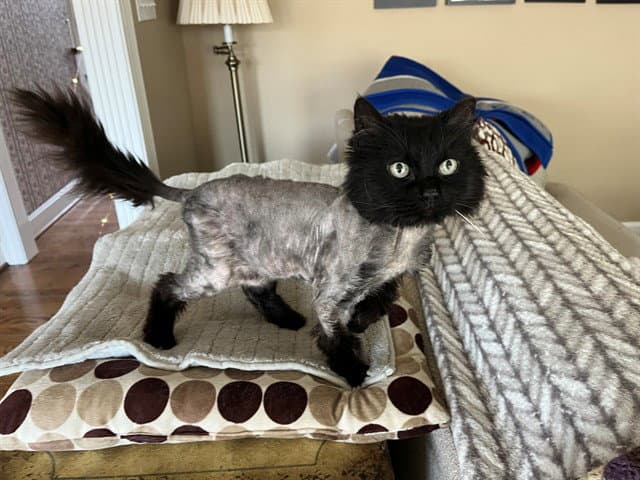 Chococat - Domestic Long Hair
