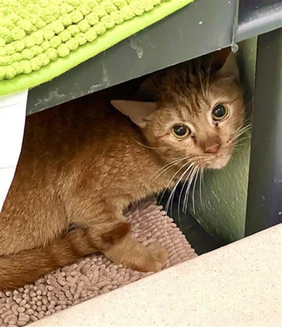 Toulouse - Domestic Short Hair