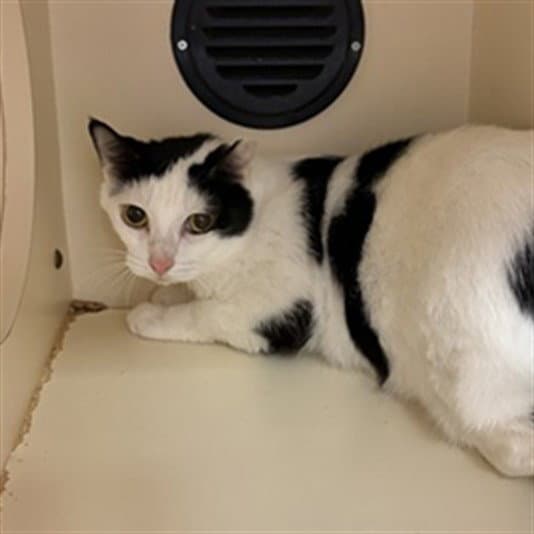 Piglet - Domestic Short Hair