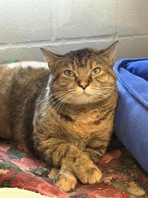 It Is What It Is - Domestic Short Hair