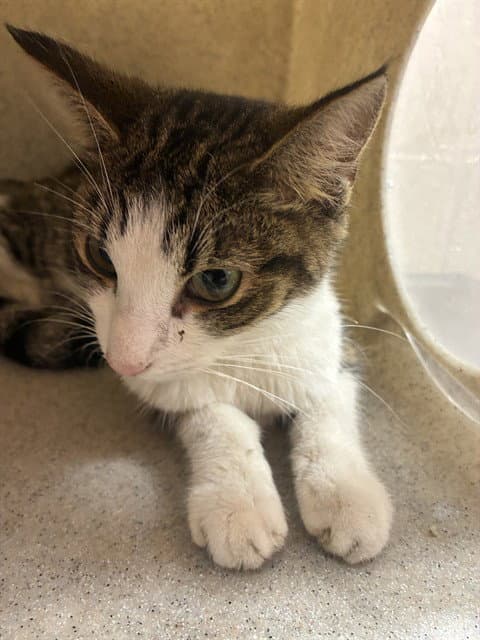 Unknown - Domestic Short Hair