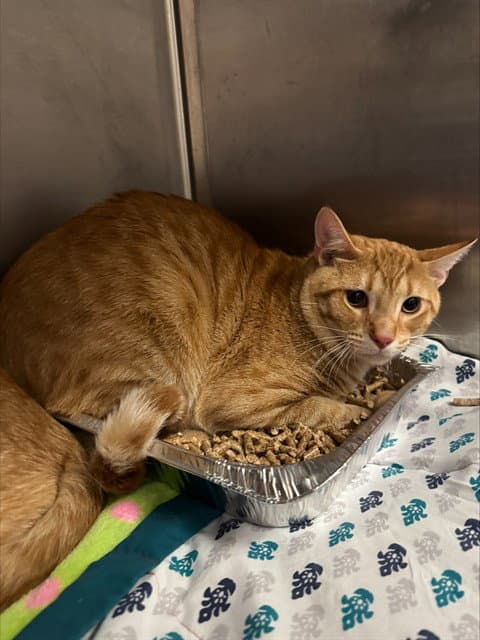 Unknown - Domestic Short Hair