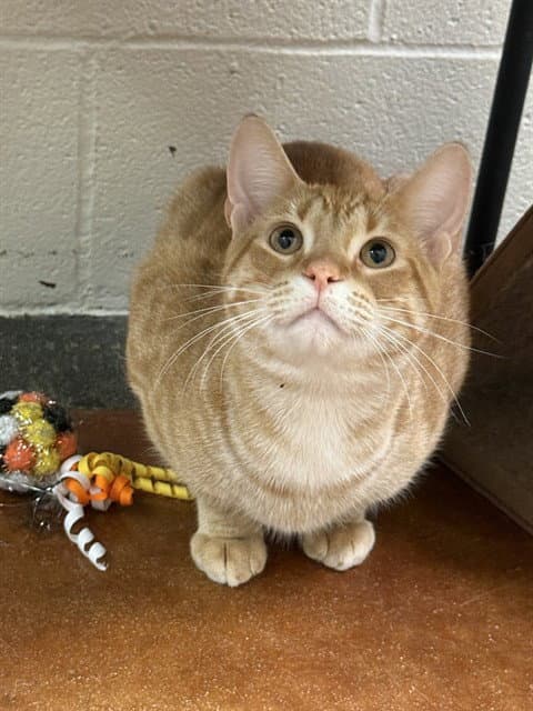 Unknown - Domestic Short Hair