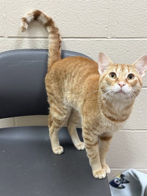 Unknown - Domestic Short Hair
