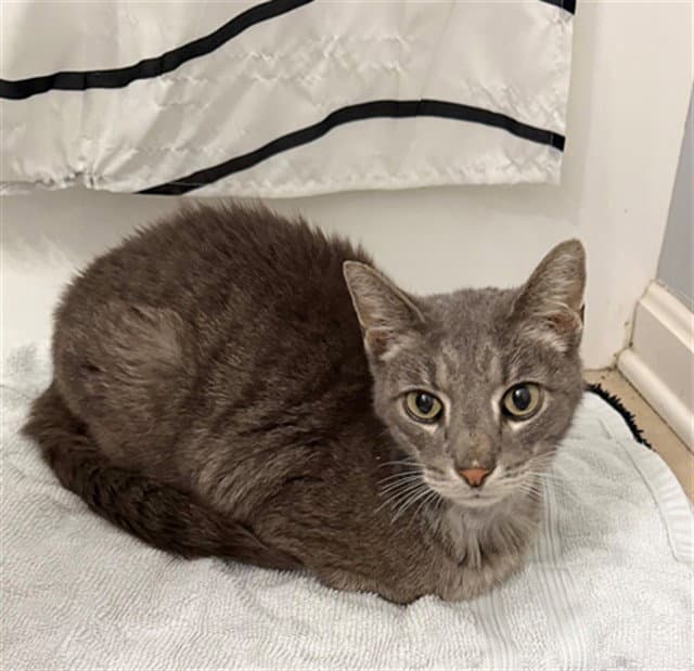 Eve - Domestic Short Hair