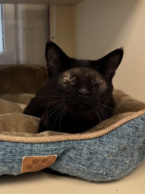 Unknown - Domestic Short Hair