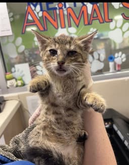Baby Ruth image 1