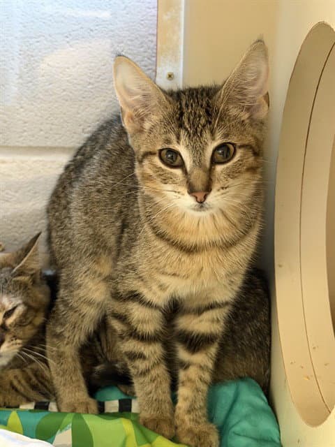 Baby Ruth - Domestic Short Hair