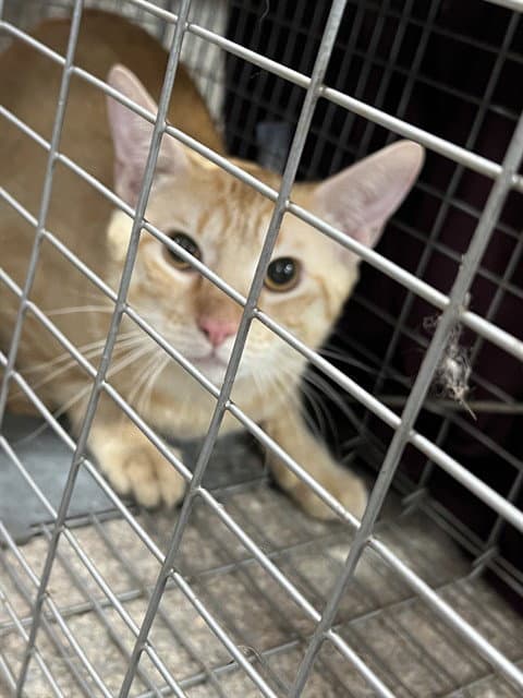 Unknown - Domestic Short Hair