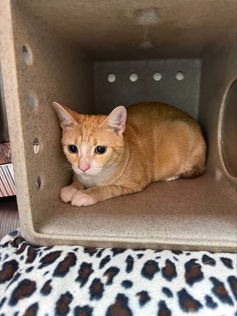 Unknown - Domestic Short Hair