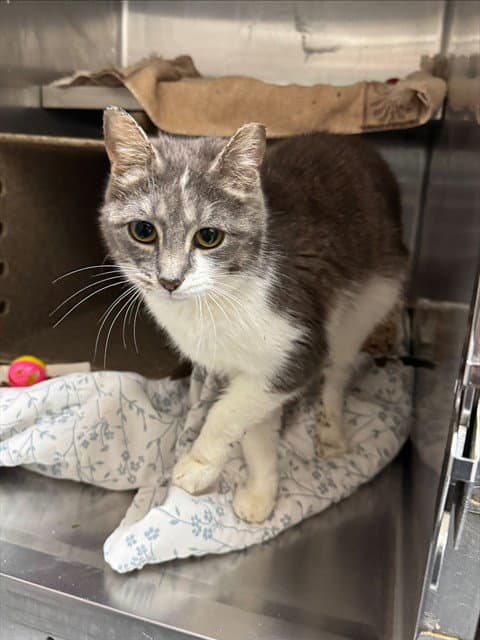 Brianna - Domestic Short Hair