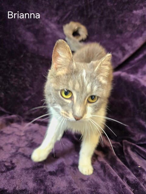 Brianna - Domestic Short Hair