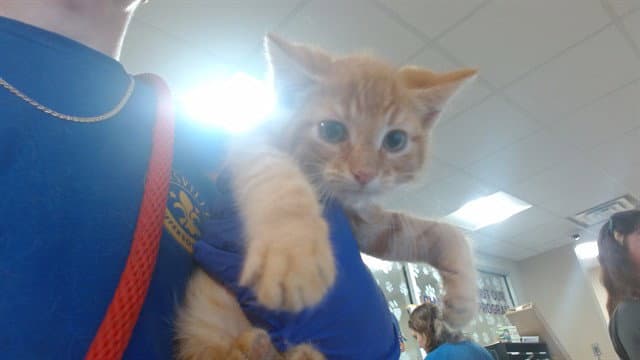 Anakin - Domestic Short Hair