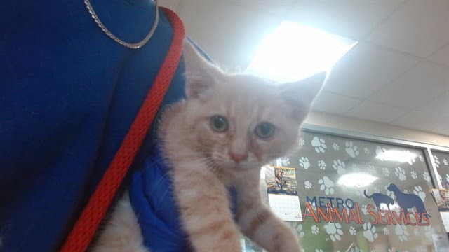 Din Djarin - Domestic Short Hair