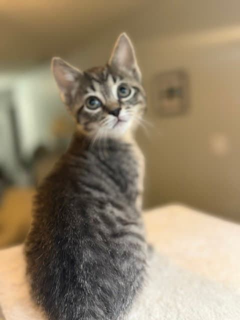 Clyde - Domestic Short Hair