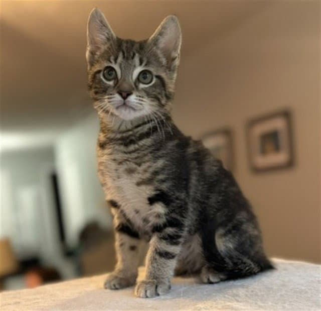 Bonnie - Domestic Short Hair