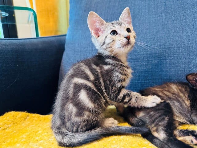 Bo - Domestic Short Hair