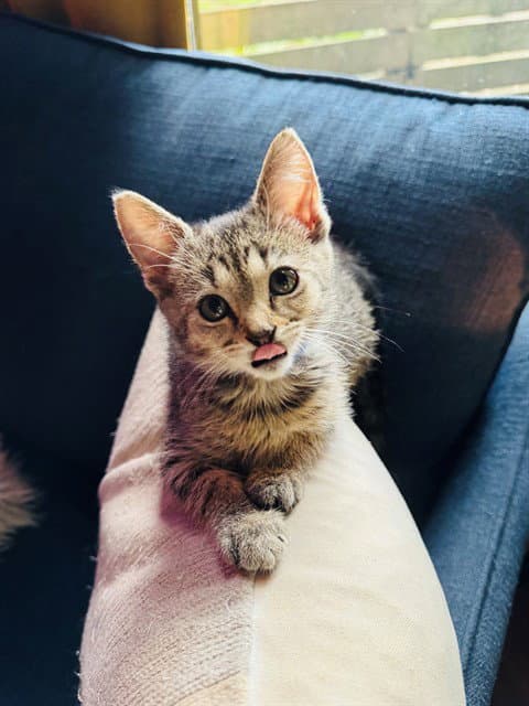Unknown - Domestic Short Hair