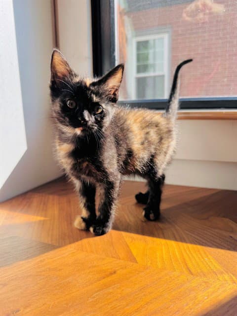 Slinky - Domestic Short Hair
