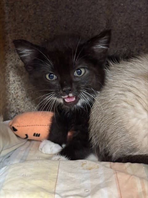 Unknown - Domestic Short Hair