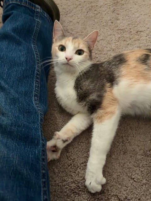 Dolly - Domestic Short Hair