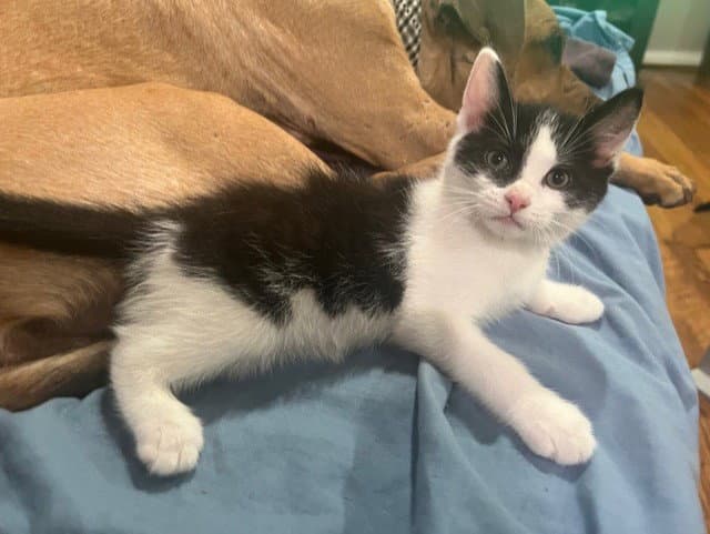 Screamy - Domestic Short Hair