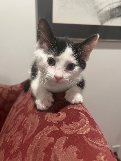 Screechy - Domestic Short Hair