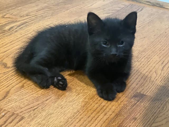 Squealy - Domestic Short Hair