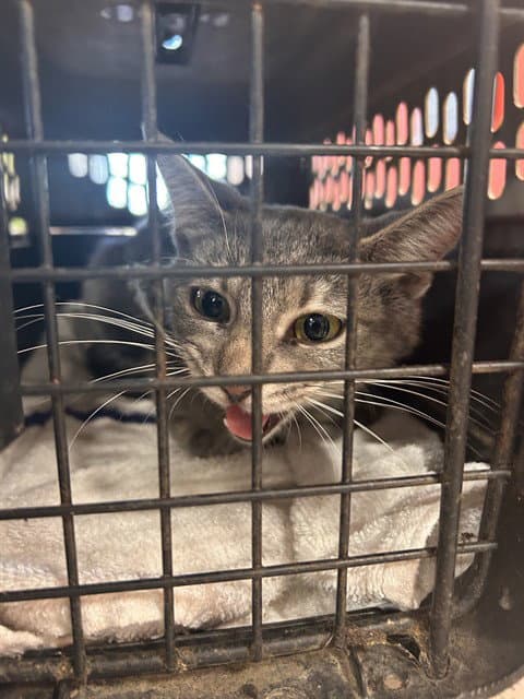 Unknown - Domestic Short Hair