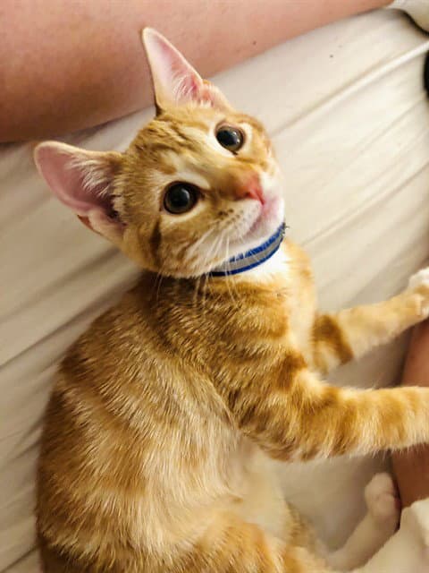 Toast - Domestic Short Hair