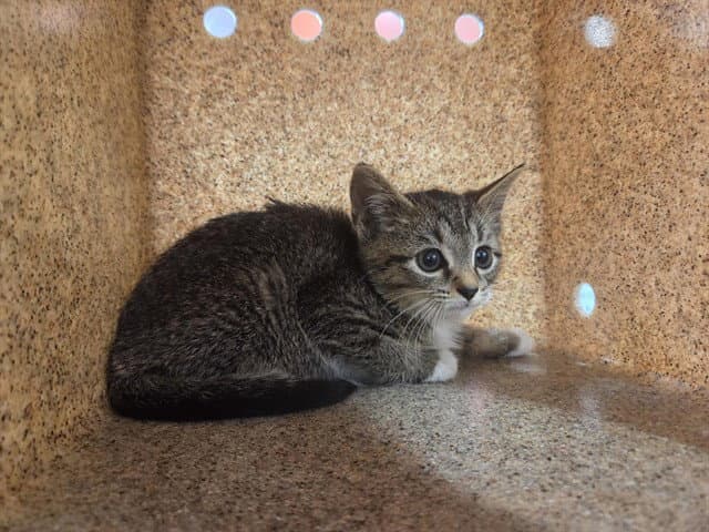 Unknown - Domestic Short Hair