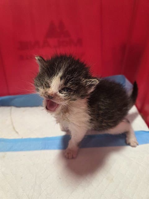 Harriet - Domestic Short Hair