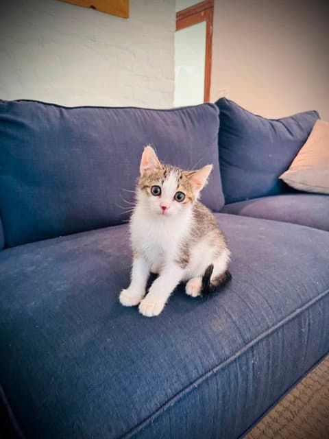 Fisher - Domestic Short Hair