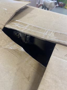 Oliver image 1