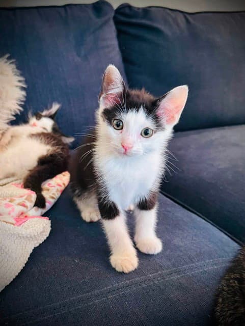 Brioche - Domestic Short Hair