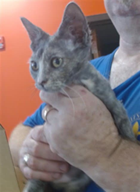 Wheat - Domestic Short Hair