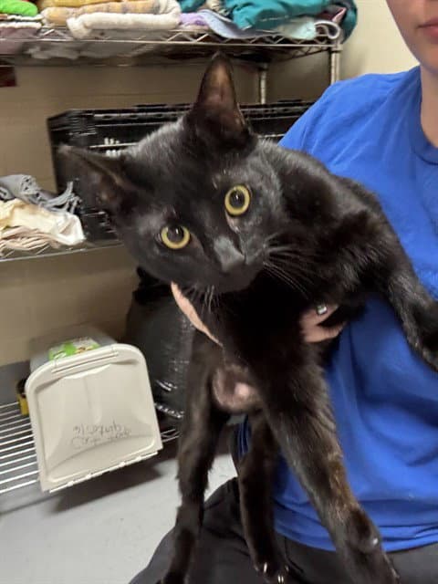 Luci - Domestic Short Hair
