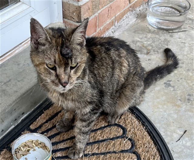 Queen Charlotte - Domestic Short Hair