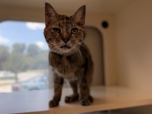 Queen Charlotte - Domestic Short Hair