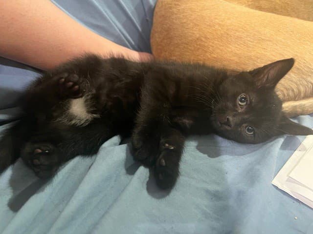 Crowley - Domestic Short Hair