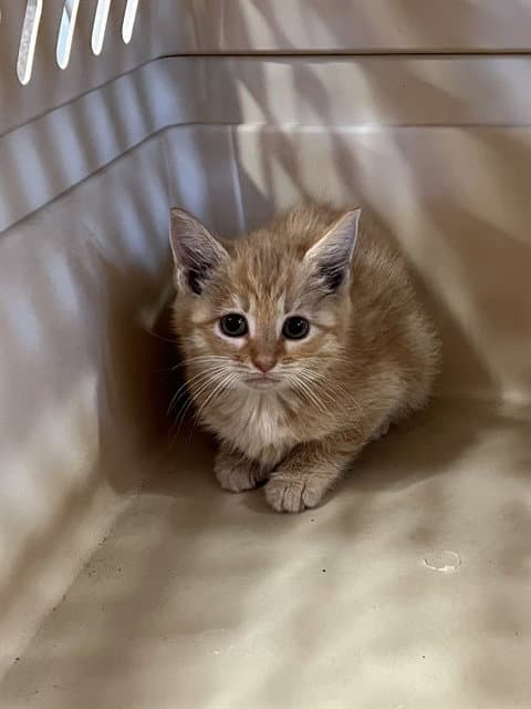 Peanut Butter - Domestic Short Hair