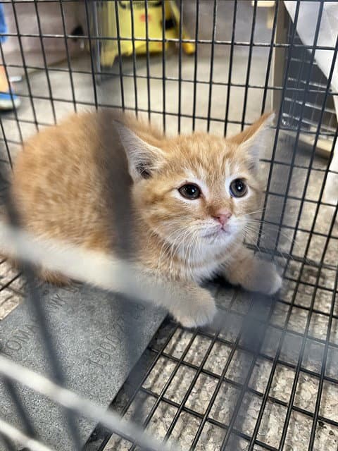 Raspberry Cheesecake - Domestic Short Hair