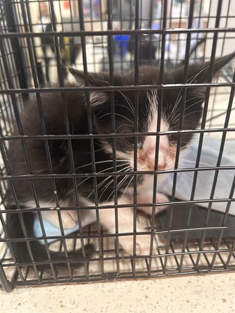 Unknown - Domestic Short Hair