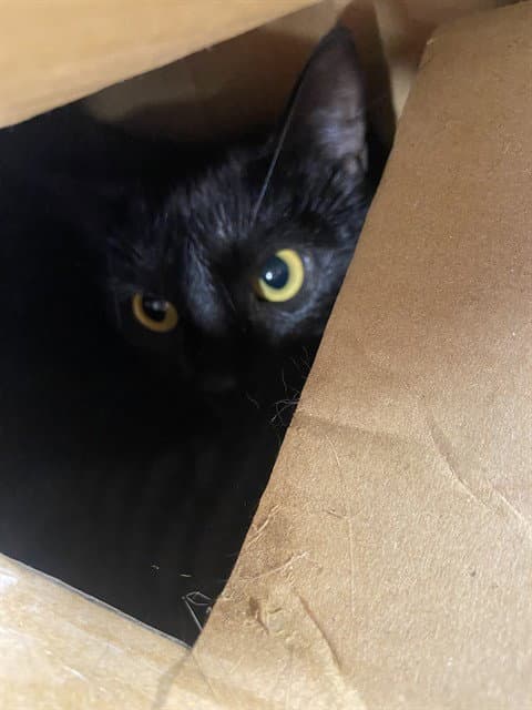 Unknown - Domestic Short Hair