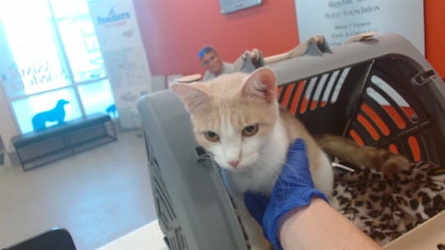 Unknown - Domestic Short Hair