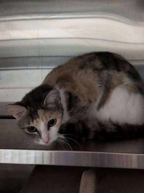 Unknown - Domestic Short Hair