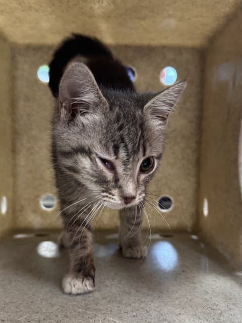 Charm - Domestic Short Hair