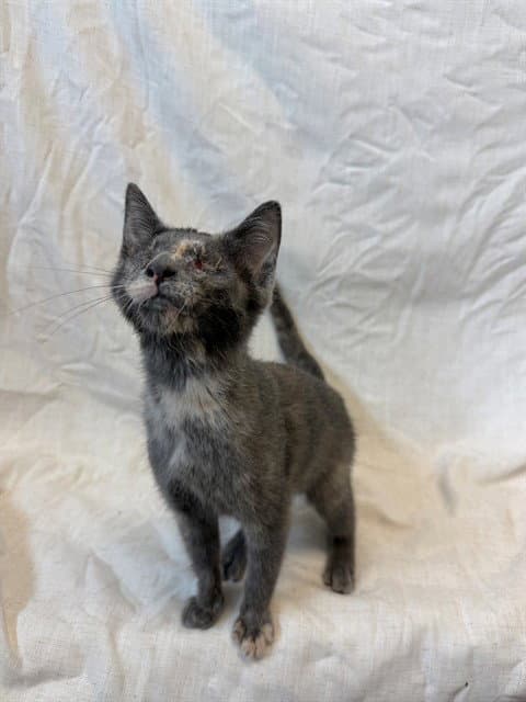 Lachesis - Domestic Short Hair