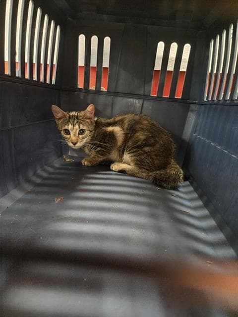Unknown - Domestic Short Hair